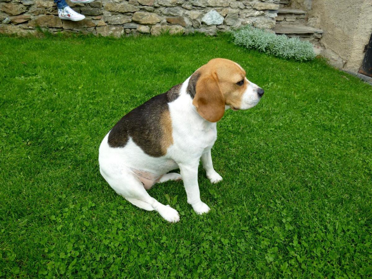 La Buneta Macra Buitenkant foto